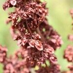 Rumex crispus Frutto