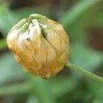 Trifolium aureum Vili