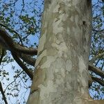 Platanus mexicana Кара