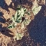 Neurada procumbens Leaf