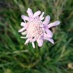 Scabiosa atropurpureaBlüte