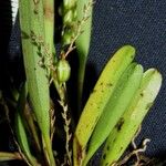 Stelis hymenantha Alia