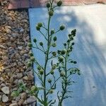 Conyza bonariensis 花