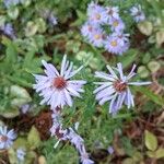 Symphyotrichum novi-belgiiFlower