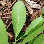 Voacanga africana Blad