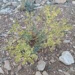 Euphorbia macroclada Habit