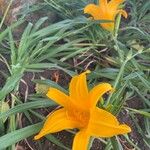 Hemerocallis middendorffii Fiore