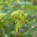 Searsia longipes Fruit