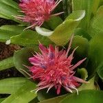 Aechmea fasciata Virág