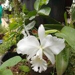 Cattleya trianae Kvet