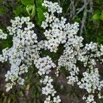 Spiraea hypericifolia Blüte