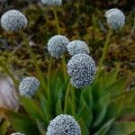 Paepalanthus alpinus Flor