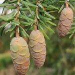 Tsuga heterophylla Fruit