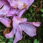 Rhododendron ponticum Květ