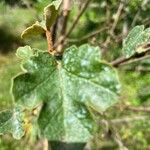 Fremontodendron californicumHoja