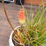 Kniphofia uvariaFlors