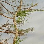 Cebatha pendula Хабит