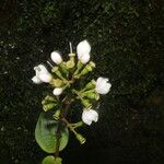 Adelobotrys adscendens Flower