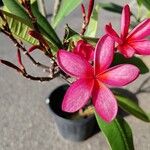 Plumeria rubraফুল