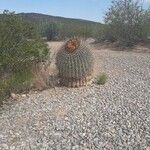Ferocactus wislizeni Folha