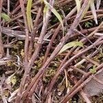 Inula ensifolia Corteza