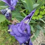 Iris lutescensFlower