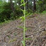 Epipactis phyllanthes Агульны выгляд