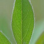 Baptisia bracteata Leaf