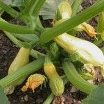 Cucurbita pepo Flower