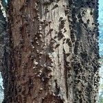Anadenanthera colubrina പുറംതൊലി
