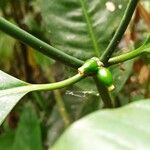 Psychotria psychotrioides 果実