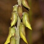 Crotalaria rogersii Λουλούδι