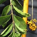 Aegiphila mollis Diğer