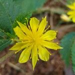 Corchorus hirtus പുഷ്പം