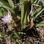 Lewisia pygmaea Hábito