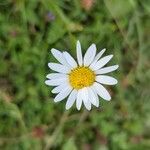 Leucanthemum ircutianumFiore