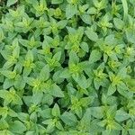 Origanum majorana برگ