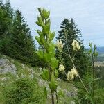 Aconitum lycoctonum Plod