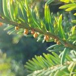Tsuga canadensis Květ