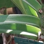 Vanda coerulescens Folha