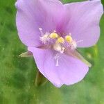 Tinantia pringlei Flower
