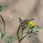 Medicago polyceratia