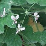 Pelargonium tomentosum Blüte