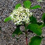 Cornus asperifolia Flower