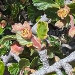 Cercocarpus montanus Λουλούδι