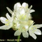 Armeria belgenciensis Floare