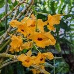 Dendrobium fimbriatum Blüte