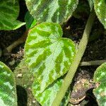 Begonia imperialis Leaf