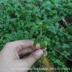 Calyptocarpus vialis Hoja