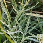 Helichrysum glumaceum Leht